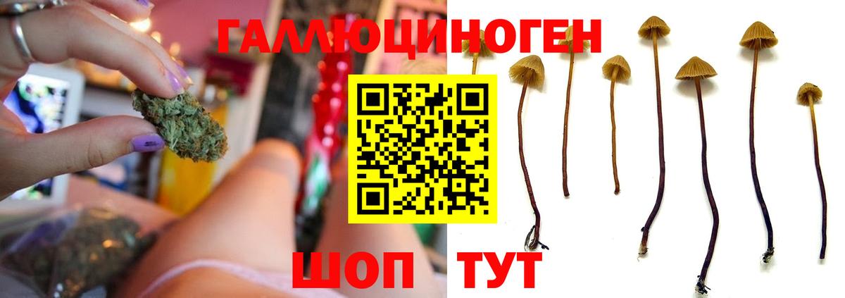 где купить наркоту  Псилоцибиновые грибы Psilocybine cubensis  Вход с VPN  Богородицк 